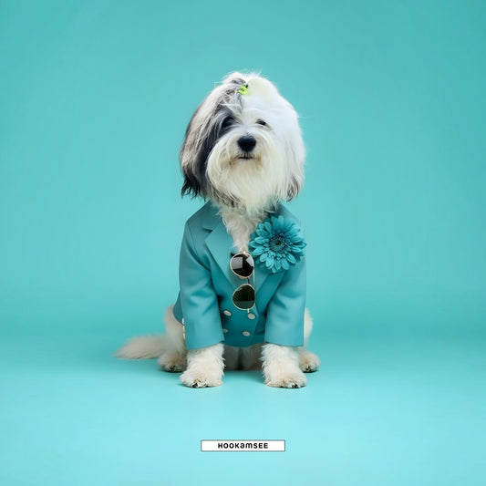 HOOKamSEE Styled Dogs Tibet-Terrier — Tibet-Terrier im türkisen Blazer mit Blüte und Sonnenbrille auf türkisem Hintergrund